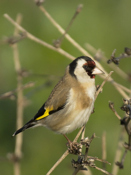 Tikli, European Goldfinch, Carduelis carduelis